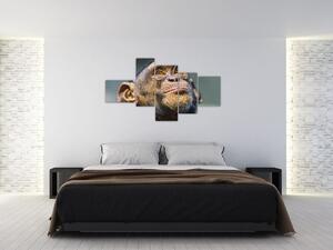 Opica - obrazy (Obraz 150x85cm)