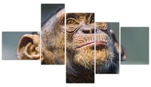 Opica - obrazy (Obraz 150x85cm)