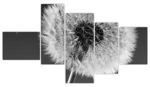 Odkvitnutá púpava - obraz kvetín (Obraz 150x85cm)