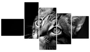 Obraz mačky (Obraz 150x85cm)