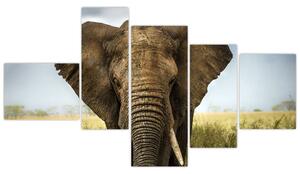 Slon - obraz (Obraz 150x85cm)