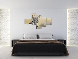Zebra - obraz (Obraz 150x85cm)