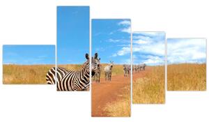 Zebra na ceste - obraz (Obraz 150x85cm)