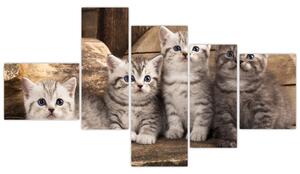 Mačiatka - obraz (Obraz 150x85cm)