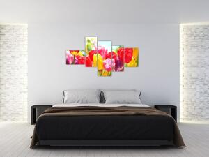Tulipány - obraz (Obraz 150x85cm)