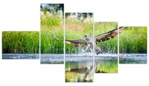 Fotka loviaceho orla - obraz (Obraz 150x85cm)