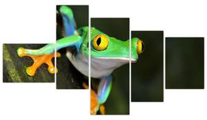 Žaba - obraz (Obraz 150x85cm)
