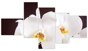 Orchidea - obraz (Obraz 150x85cm)