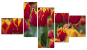 Tulipánové polia - obraz (Obraz 150x85cm)