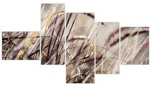 Obraz pšenica (Obraz 150x85cm)