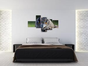 Sova - obraz (Obraz 150x85cm)