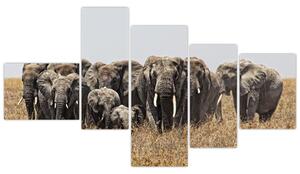 Stádo slonov - obraz (Obraz 150x85cm)