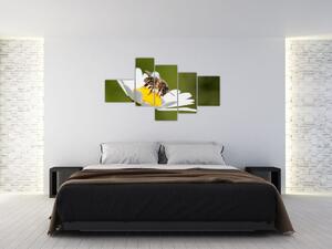 Včela na sedmokráske - obraz (Obraz 150x85cm)