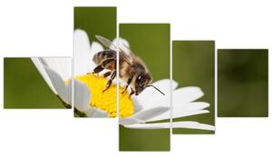 Včela na sedmokráske - obraz (Obraz 150x85cm)