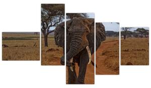 Obraz slona (Obraz 150x85cm)
