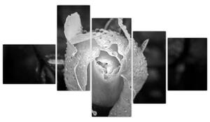 Obraz čiernobiele ruže (Obraz 150x85cm)