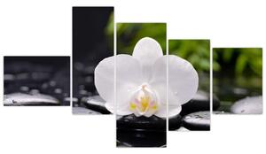 Fotka kvetu orchidey - obraz autá (Obraz 150x85cm)