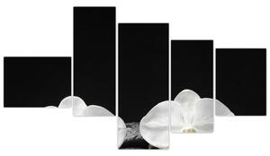 Orchidey - obraz (Obraz 150x85cm)