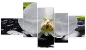 Kvet orchidey - obraz na stenu (Obraz 150x85cm)