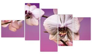Moderné obrazy - orchidea (Obraz 150x85cm)