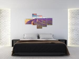 Levanduľové polia - obraz (Obraz 150x85cm)