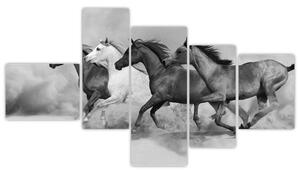 Obraz cválajúci koňov (Obraz 150x85cm)
