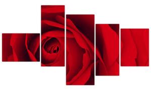 Detail červené ruže - obraz (Obraz 150x85cm)