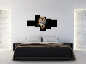 Tiger, obraz (Obraz 150x85cm)