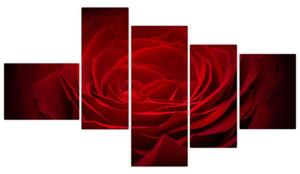 Makro ruža - obraz (Obraz 150x85cm)