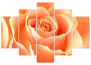 Obraz oranžové ruže (Obraz 150x105cm)
