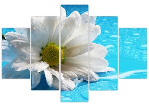 Obraz kvetu margaréty (Obraz 150x105cm)