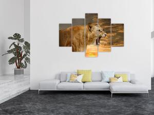 Obraz revúceho leva (Obraz 150x105cm)