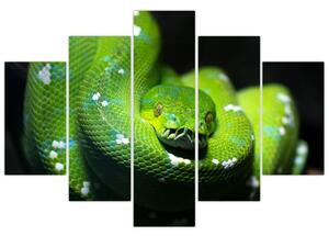 Obraz zvierat - had (Obraz 150x105cm)