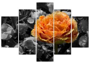 Oranžový kvet na čiernobielom pozadí - obraz (Obraz 150x105cm)