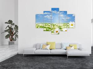 Obraz rozkvitnutej lúky s margarétkami (150x105 cm)