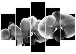 Čiernobiely obraz - orchidea (Obraz 150x105cm)