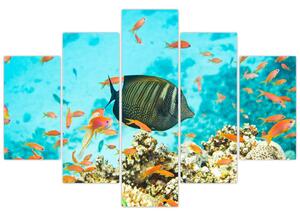 Obraz rýb v akváriami (Obraz 150x105cm)