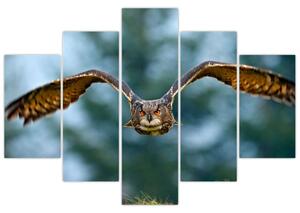 Obraz letiaci sovy (Obraz 150x105cm)
