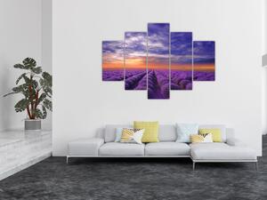 Obraz levanduľového pole (150x105 cm)