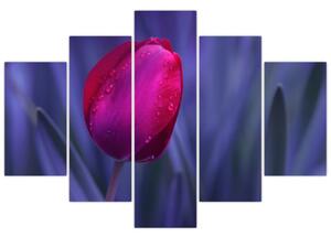 Obraz - tulipán (Obraz 150x105cm)