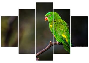 Obraz zeleného papagája (Obraz 150x105cm)