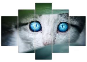Obraz mačky, žiarivé oči (Obraz 150x105cm)