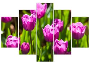 Obraz kvitnúcich tulipánov (Obraz 150x105cm)