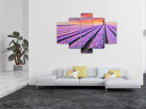 Obraz levanduľové polia (Obraz 150x105cm)