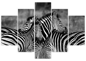 Obraz - zebry (Obraz 150x105cm)