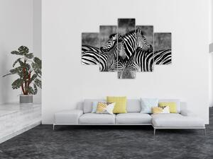 Obraz - zebry (Obraz 150x105cm)