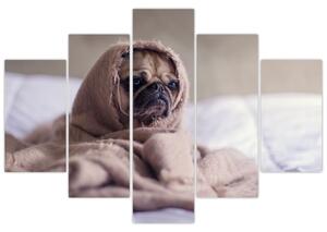 Obraz - pes v deke (Obraz 150x105cm)