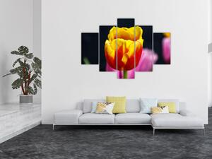 Obraz tulipánu (Obraz 150x105cm)