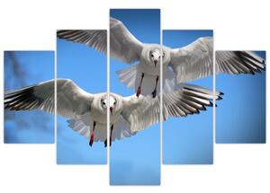Obraz do bytu - vtáky (Obraz 150x105cm)