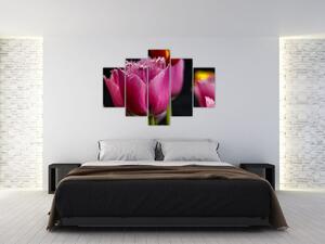 Tulipány - obrazy (Obraz 150x105cm)